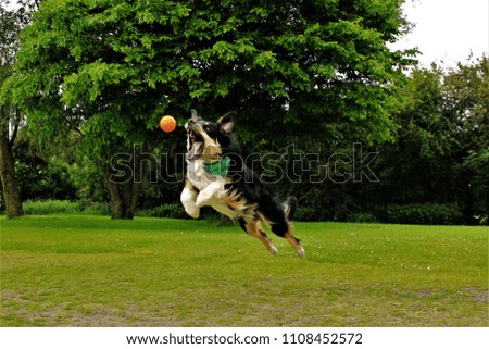 A male Border Collie cross dog leaping through the air to catch his ball.