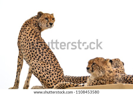 Cheetah family resting on top of a car.