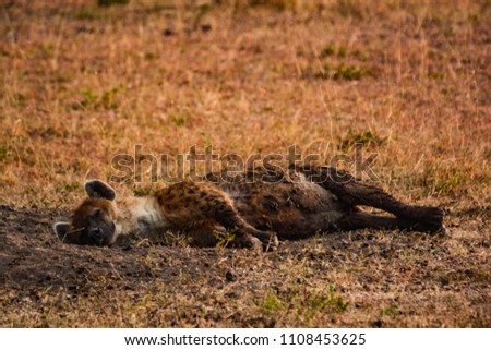 Hyena awakening at sunrise in Kenya