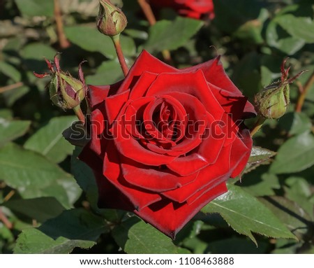 rose red, blossoming, bush of a blooming red rose