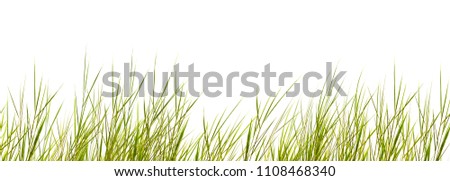 isolated grass blades on white background, close-up of a border of wispy dune grass in the wind cut out Royalty-Free Stock Photo #1108468340