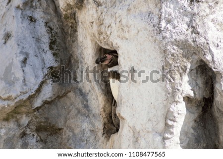 Close-up view of a penguin hiding in his cave