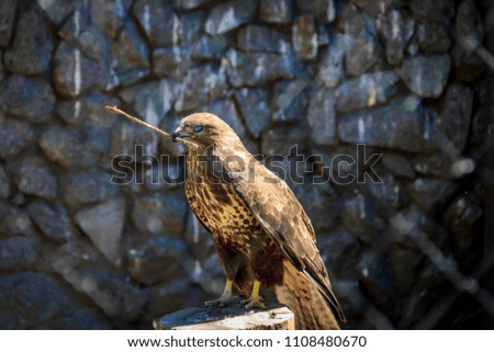 Falcon in the zoo, falcon in captivity