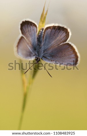 Blue-tailed Blue (Plebejus idas) is a type of day-old butterfly from the family of blue-eyed, summer green meadow backgrounds.