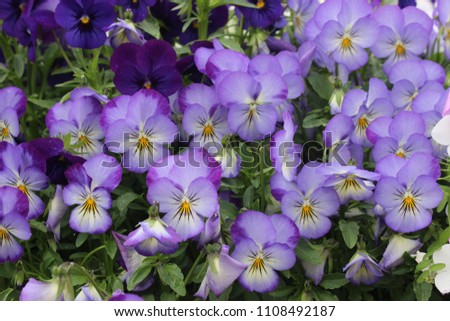 flowerbed with bright purple, white and pink pansies