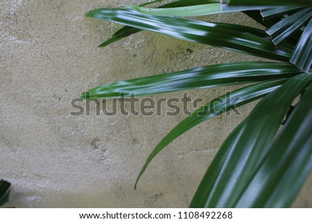 Green palm leaf on a white cement wall background.