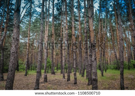 Coniferous forest against the sky
