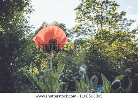 Sun shines through delicate red poppies (Papaveroideae) in bloom on a spring afternoon 