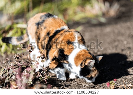 Calico cat outside sniffing smelling garden face scent marking territory, curious in front or back yard of home or house mulch