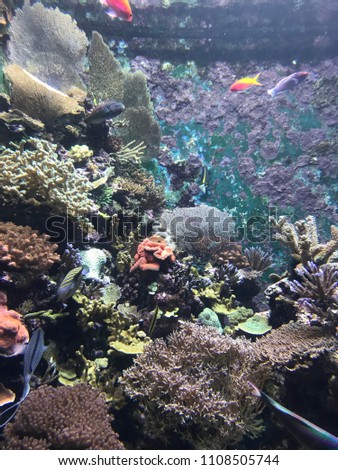 This is a photo of underwater wildlife taken in Singapore. The venue is in an aquarium in the south of the city.