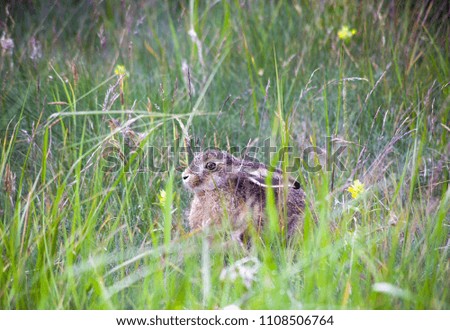 Bunny at the summer forest sitting in the grass. European rabbit - Oryctolagus cuniculus . Easter rabbit at the grass at summer time. wild life animal at the forest