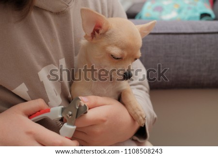 Catting nail of mini chihuahua, dog care