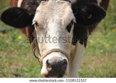 Cette vache est folle et drôle
