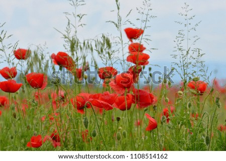Red poppies isolated in the field