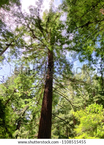 California redwood trees