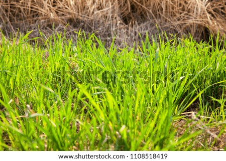 young green vegetation of cereals near straw hatches of the old harvest