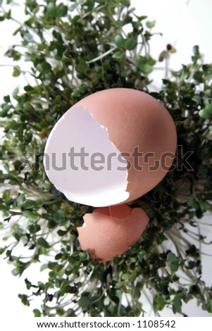 Brown Cracked Egg on Green Grass Fantasy Background Photo Prop (Insert Your Client!)