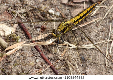 Dragonfly female Black Darter Sympetrum danae