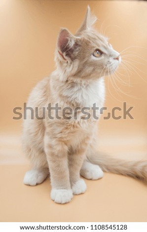 13 week old male  sandy orange kitten posing for pictures in a lightbox.