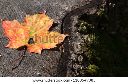 Colorful red and yellow autumn leaf on a tree stump with moss and bark. Leaf has a natural heart shaped cut out. Concepts of seasons, nature, love