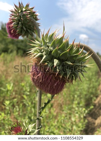 A large burdock with a prickly flower of purple on the background of a green field and a blue sky with white light clouds. The thorn has grown weed on the soil.