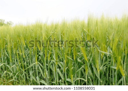 Barley field on growing stage in Spring has green and yellow color everywhere.