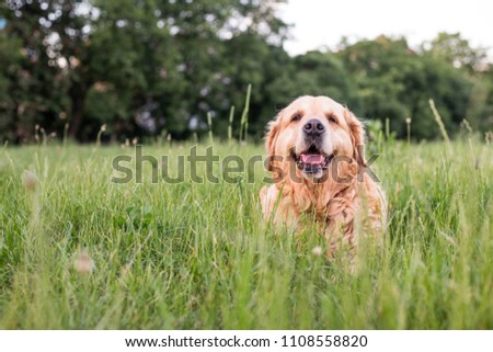 old golden retriever on grass