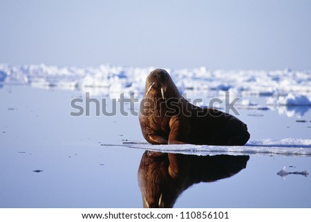 Walrus lying on beach