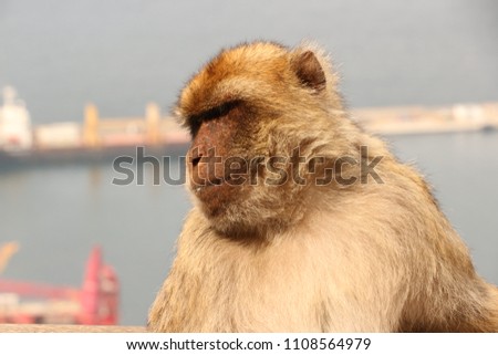 Barbary Macaque in Gibraltar