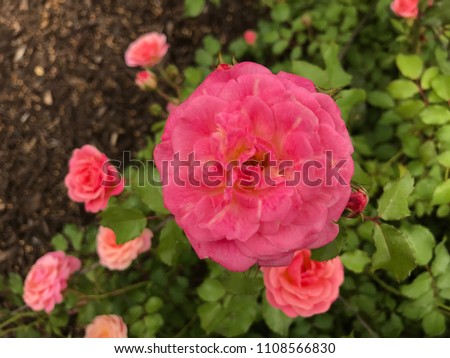 Pink Rosa in the Garden 