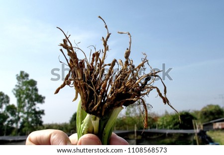 The root knot of a herb plant  caused by nematode which is a parasite on plant.It is called root knot nematode disease. Royalty-Free Stock Photo #1108568573