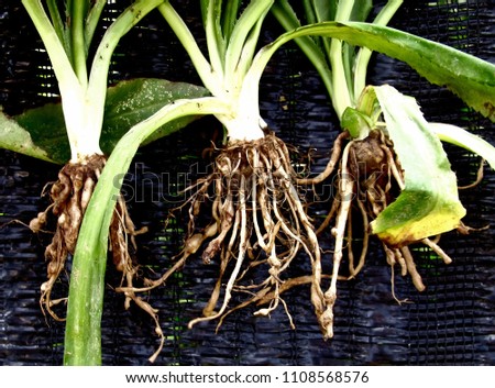 The root knot of a herb plant  caused by nematode which is a parasite on plant.It is called root knot nematode disease. Royalty-Free Stock Photo #1108568576
