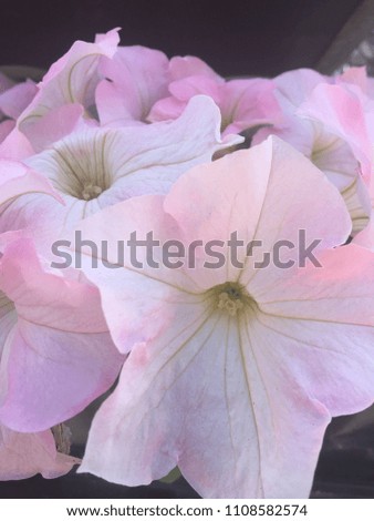 Pale pink and white pansies