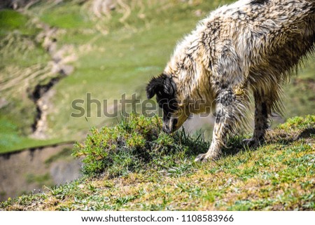 A Shepherd dog smells bushes in the Caucasus mountains