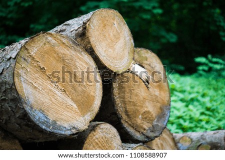 Close up of logs in the forest, shallow depth of field. Natural background, wooden texture. Building materials. 