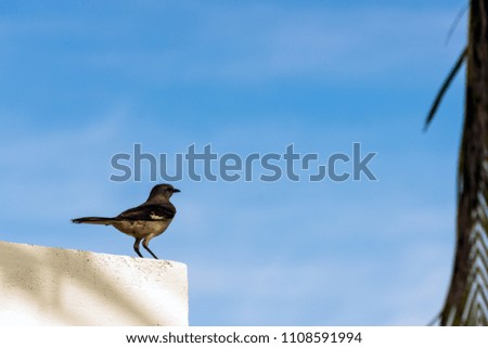 Northern mockingbird (Mimus polyglottos) - Varadero, Cuba