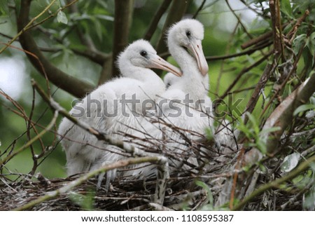 Spoonbills in nest