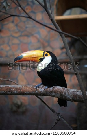 Toco Toucan, Ramphastos toco, is sitting on a bough against neutral grey background, side view. The exotic south american bird has black plumage with white chest, big yellow beak and blue-bordered eye