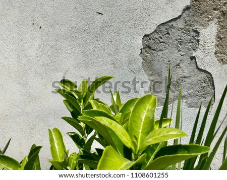 Nature Plant Tropical Leaves Gray Cement Broken Wall 