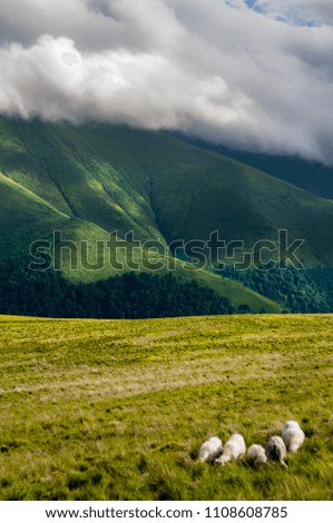 Alpine green meadows in the hills in the mountains against the backdrop of clouds. Beautiful summer landscape with sheeps on a bright sunny day, close-up 