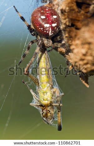 spider with his prey close up