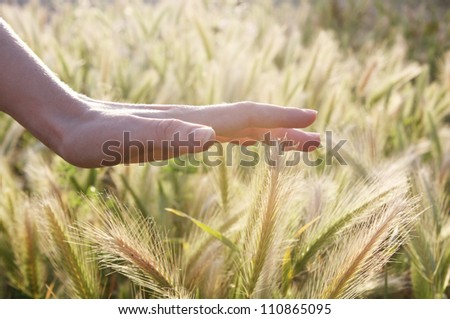 Hand caressing some ears of wheat. Royalty-Free Stock Photo #110865095
