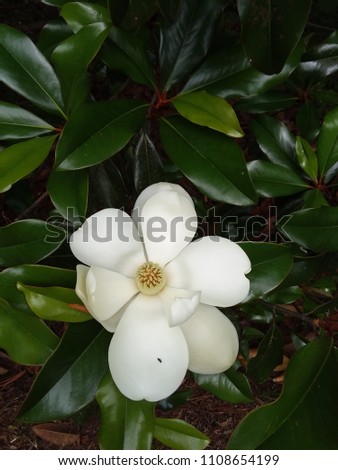 Beautiful white flower 