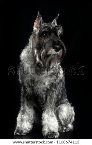 Mittelschnauzer Dog  Isolated  on Black Background in studio