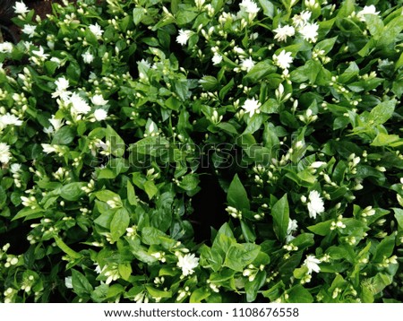 jasmine flowers on plant in garden
