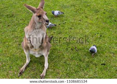 Kangoroo Australia Wildlife