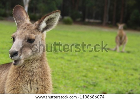 Kangoroo Wildlife Australia