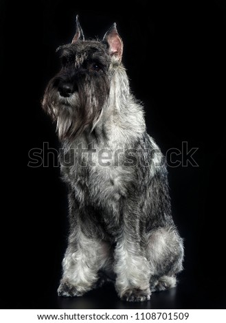 Mittelschnauzer Dog  Isolated  on Black Background in studio