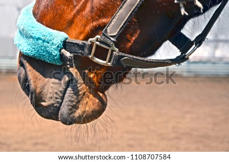 muzzle horse in bridle