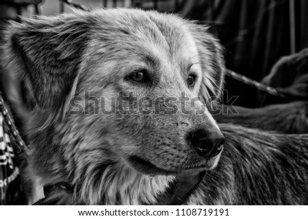 beatuiful dog (black and white)